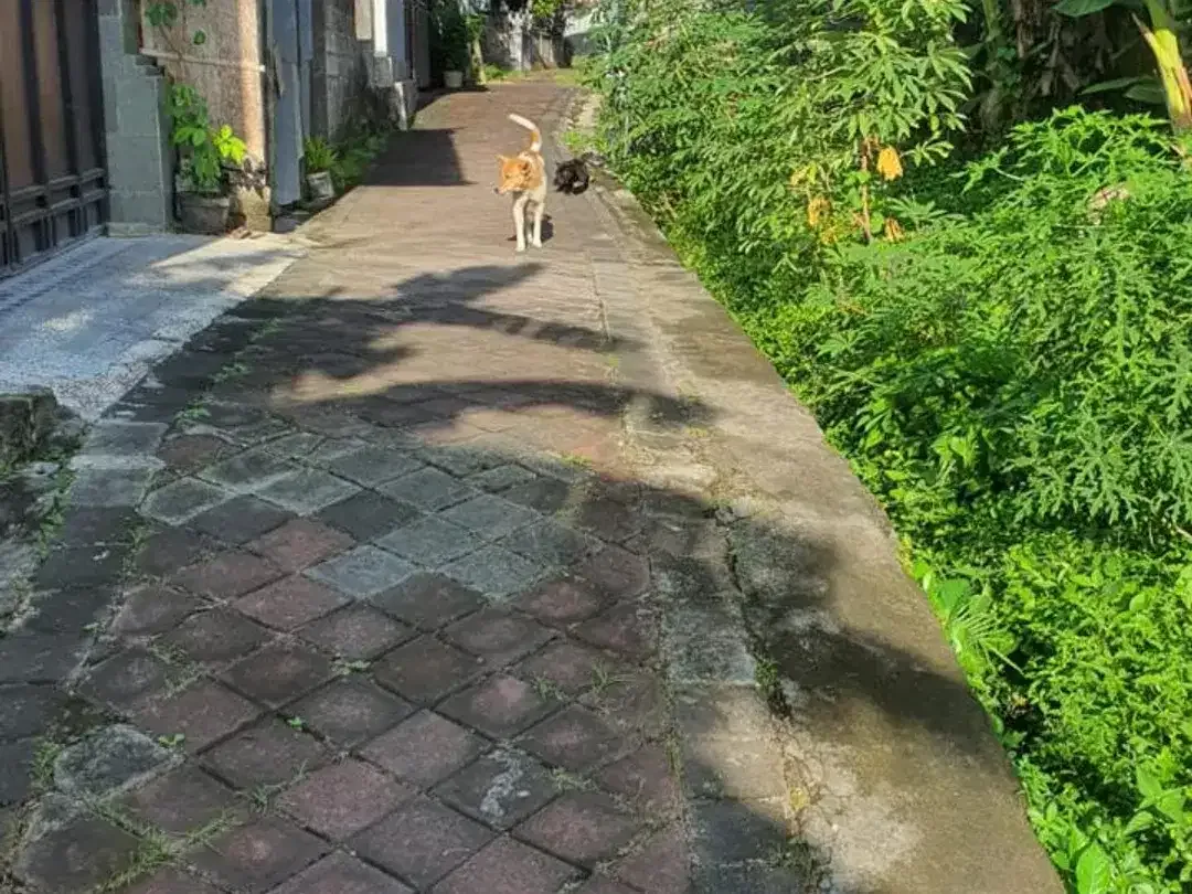 Leasehold - Rare Opportunity! 10 Are Land in prime area, Canggu, Bali - Image 4 of 8