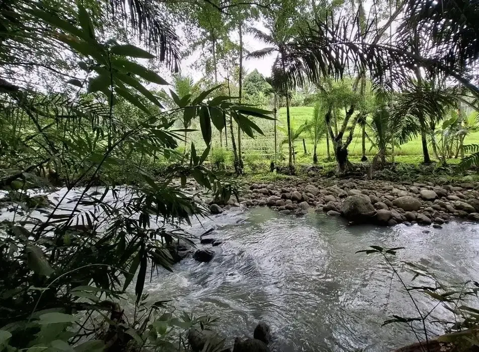 Dijual tanah kebun los sungai dengan view sawah terasering - Image 1 of 8