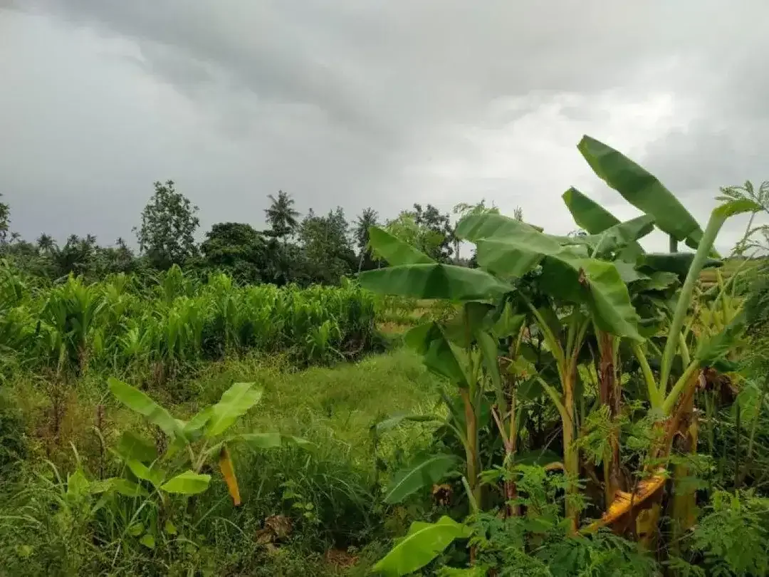 Boutique Tourism Land Near Munggu & Cemagi Beach - Image 3 of 3