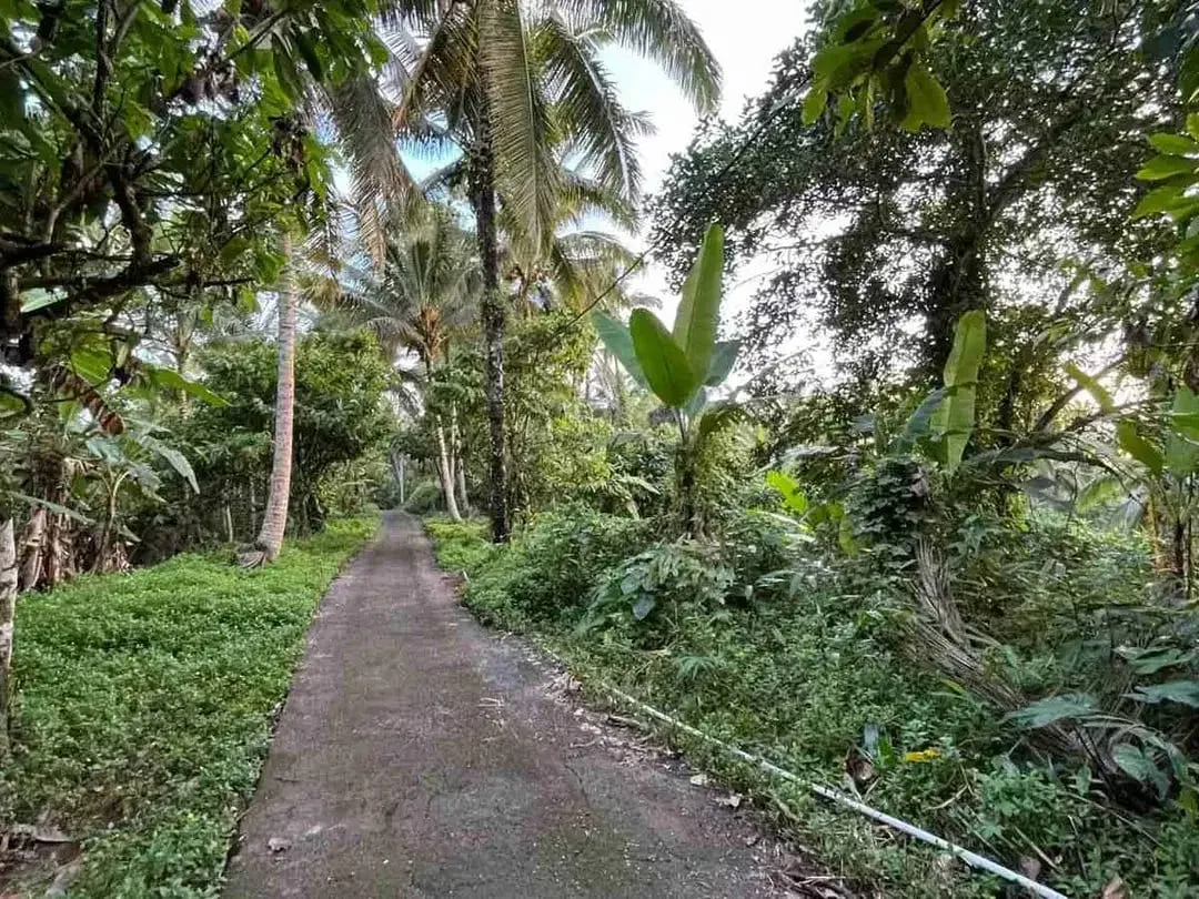 jual tanah kebun Los sungai, view sawah cantik dan sunset yang indah di tabanan bali. - Image 5 of 10