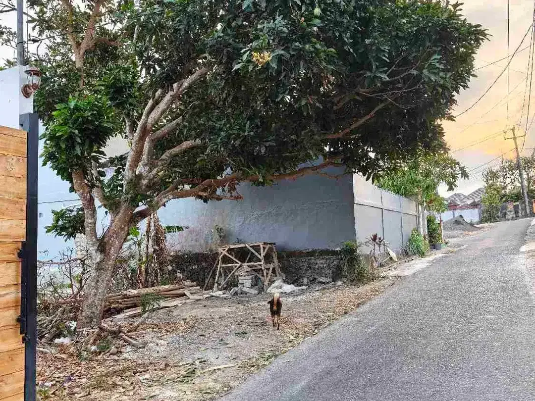 Tanah Sewa 2 are Jl Pura lempuyang Ungasan - Image 5 of 6