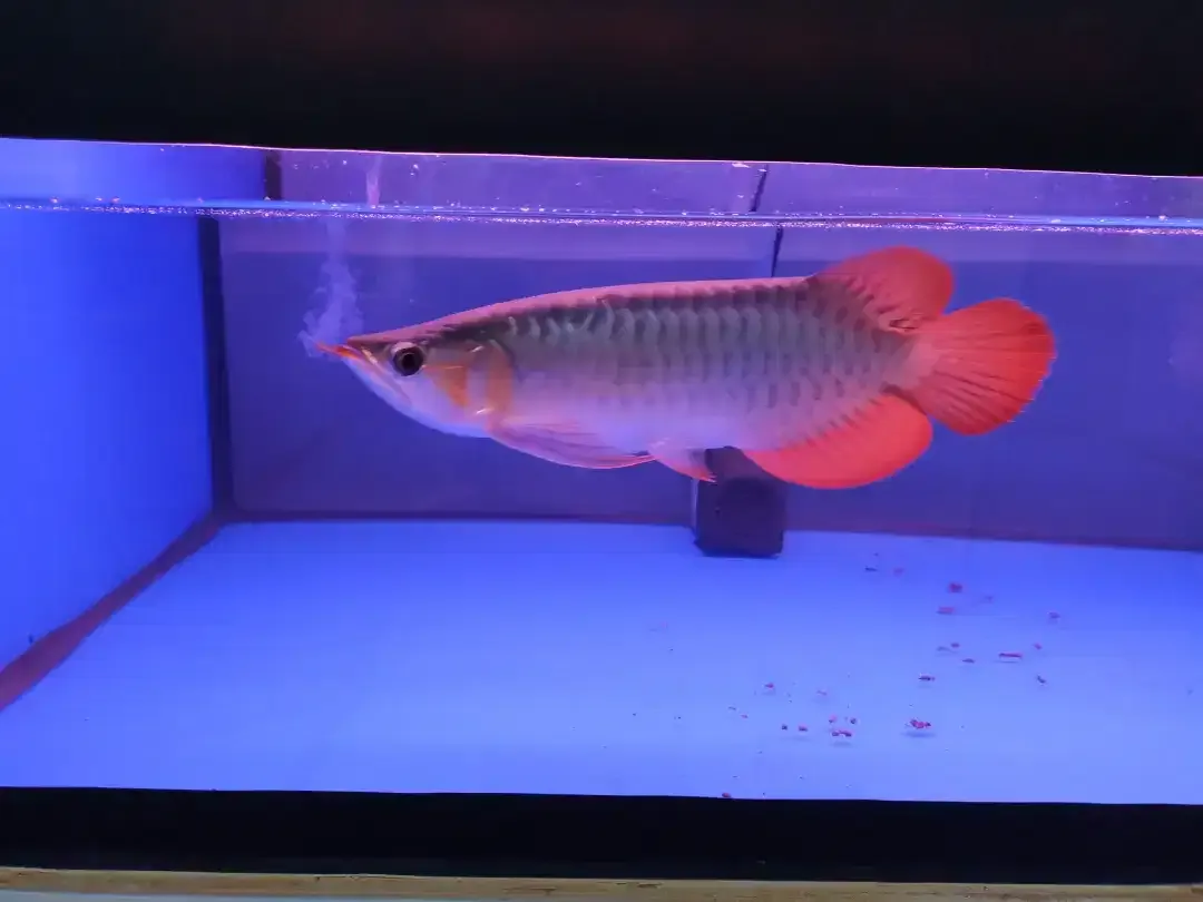 Arwana / Arowana Super Red Semi Short Body Kalimantan - Image 1 of 4