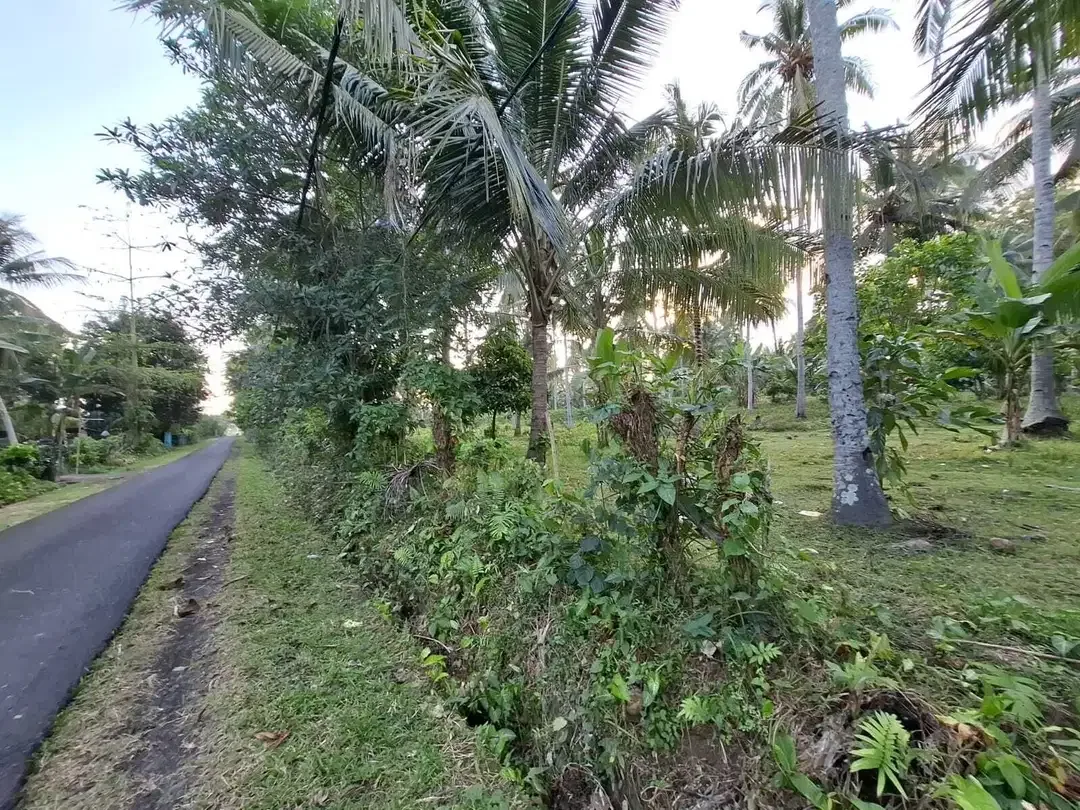 Dijual tanah kebun kelapa view sawah akses jalan propinsi di bali - Image 4 of 10