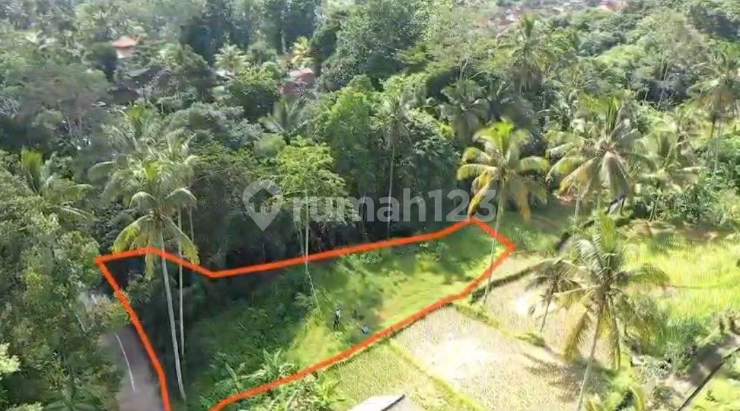 Tanah Murah Los Sungai Zona Kenderan Tegalalang Ubud Bali - Image 3 of 4