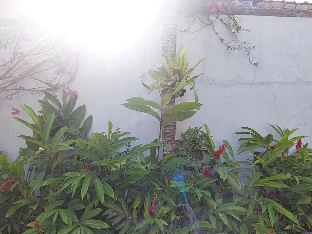 Freehold - Villa in canggu with big garden in Seseh, Canggu - Image 6 of 10