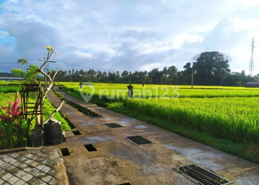 For Rent Villa Rice Field View 10 Menutes From Mongkey Forest Center Ubud Ubud 3 Bedroom 10 Menutes From Mongkey Forest Sentral Ubud Gianyar 40 Menit From Canggu Nyanyi Beach Tanah Lot Tabanan For - Image 2 of 4
