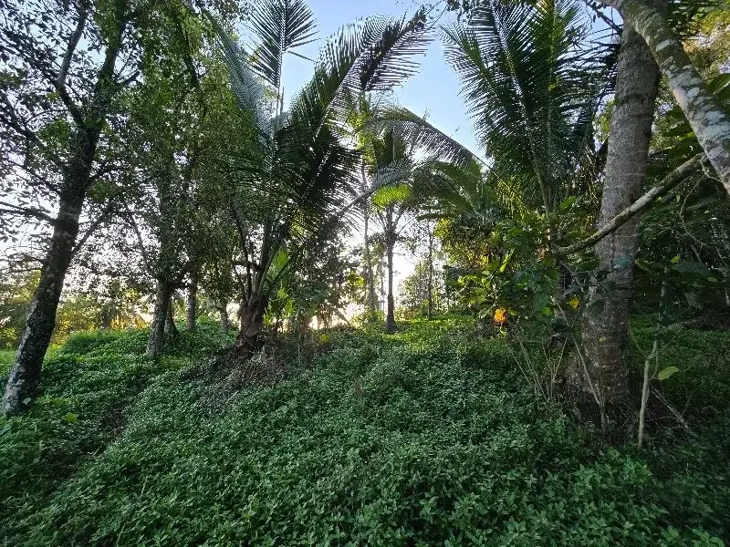 DIJUAL TANAH murah DENGAN VIEW SAWAH cantik dekat villa di bali - Image 3 of 10