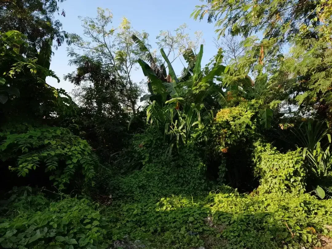 Dijual Tanah Siap Bangun Dekat Canggu dengan View Sawah, Hadap Selatan, dan Lingkungan Villa - Image 7 of 10