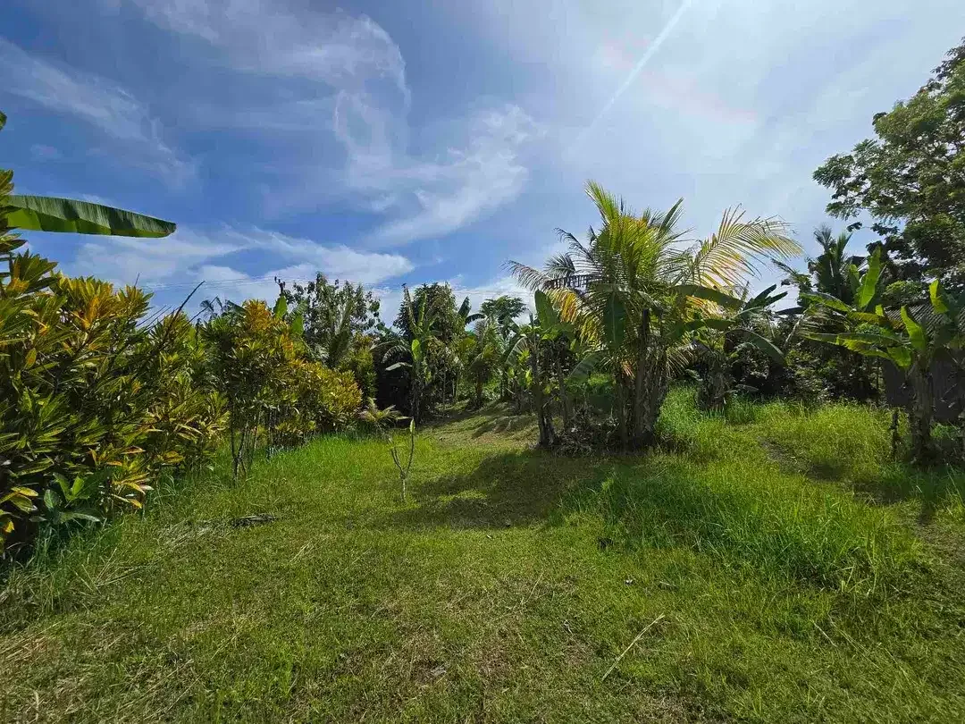 Dijual tanah dekat kota view sawah dan gunung di tabanan bali - Image 3 of 10