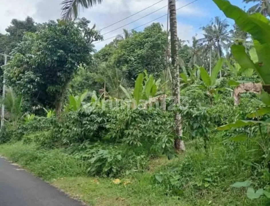 Buc!! Dijual Tanah Kebun Kopi Murah Dekat Objek Wisata Air Terjun 71,5 Are - Desa Angkah, Selemadeg Barat, Tabanan Bali - Image 3 of 4