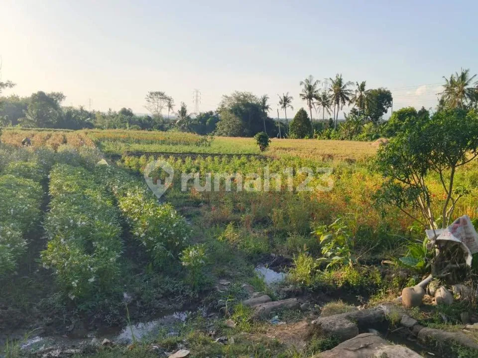 Tanah Luas Strategis Zona Kuning Tabanan Bali - Image 1 of 4