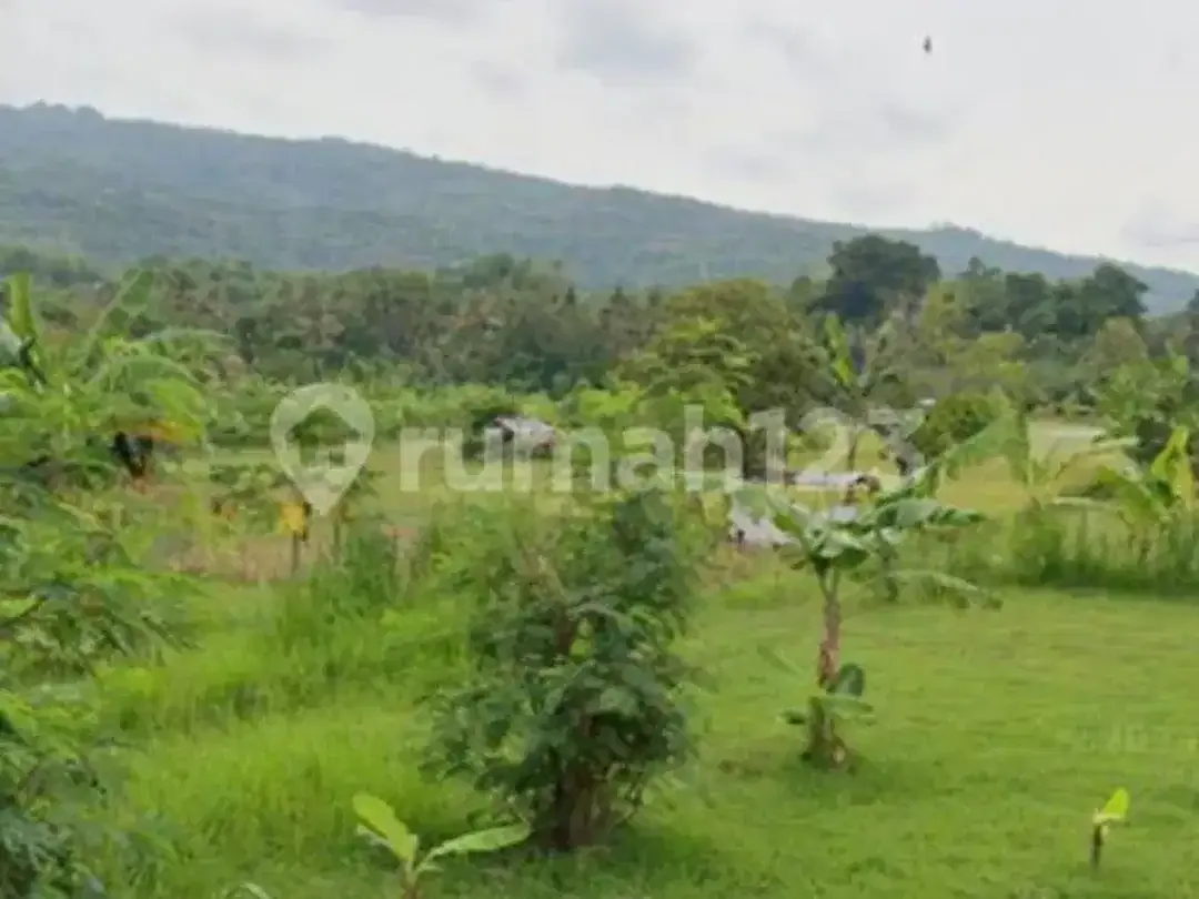 Jarang Ditemukan! Tanah Premium 1.700 M² di Singaraja-Lovina - Image 8 of 8
