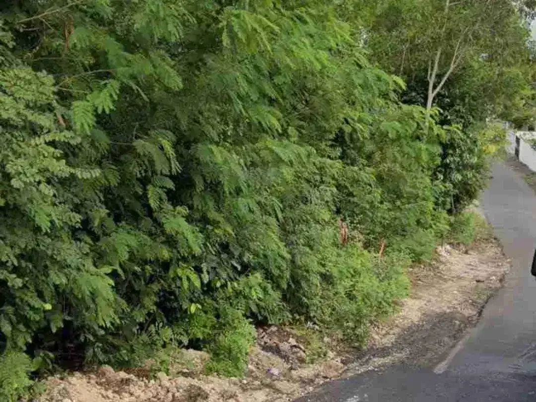 Di kontrak tanah bagus pinggir jalan pura masuka Ungasan sangat cocok untuk usaha dll - Image 3 of 5