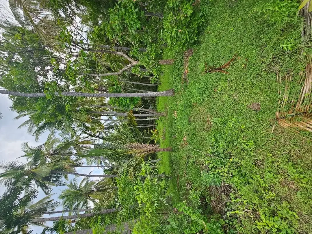 dijual murah tanah pinggir pantai  dekat airport yang akan di bangun - Image 4 of 10