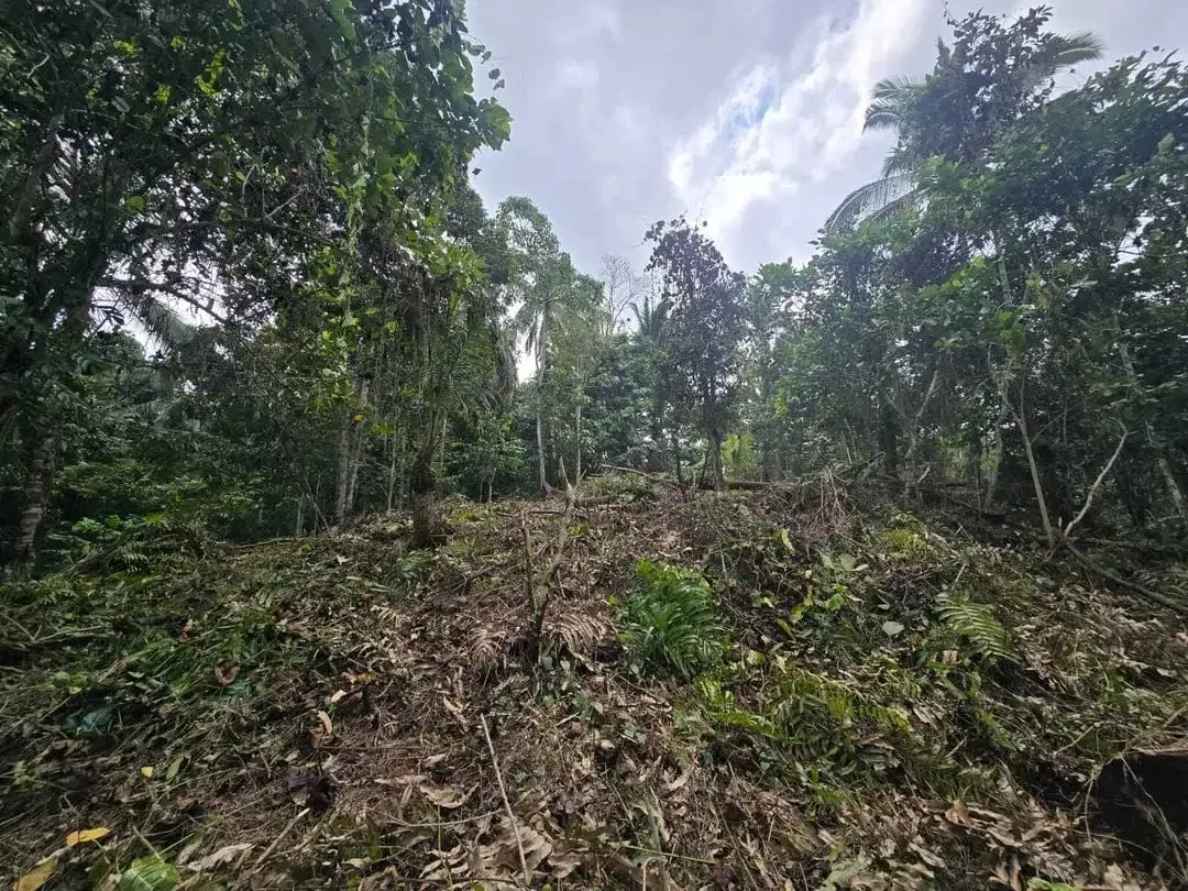 Dujual kebun durian manggus murah di tabanan balj - Image 3 of 10
