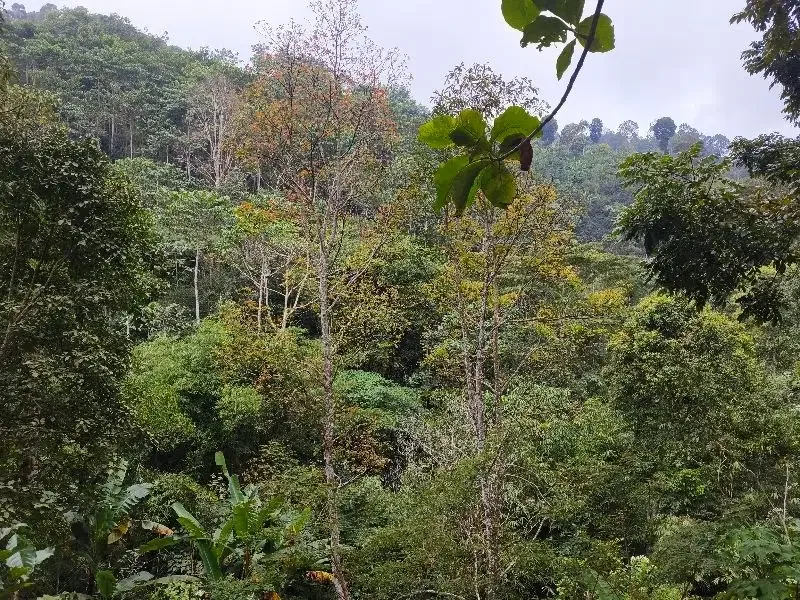 Dijual tanah murah los sungai dan view lembah dan bukit di bali - Image 5 of 10