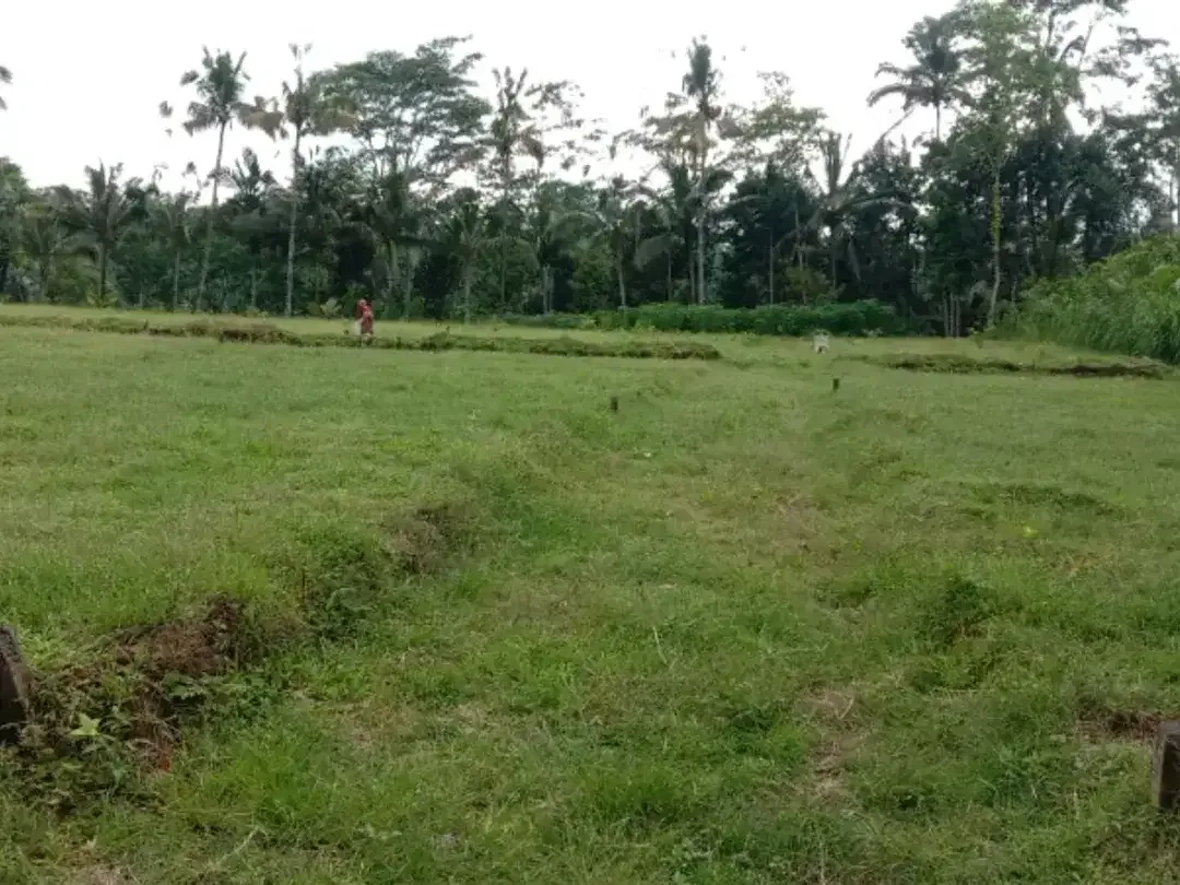 tanah siap bangun Tampaksiring Gianyar Bali - Image 5 of 7