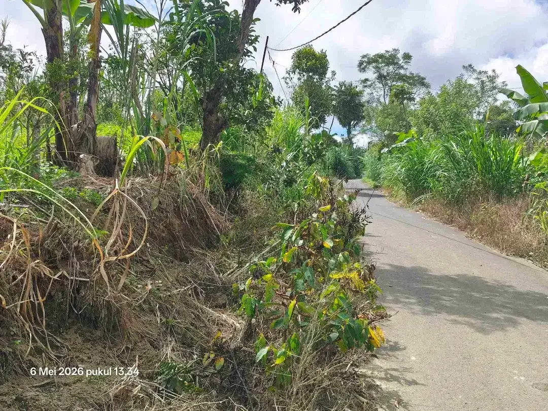 Tanah Kebun Jeruk Bisa untuk Kandang Peternakan di Kintamani Bali - Image 5 of 5