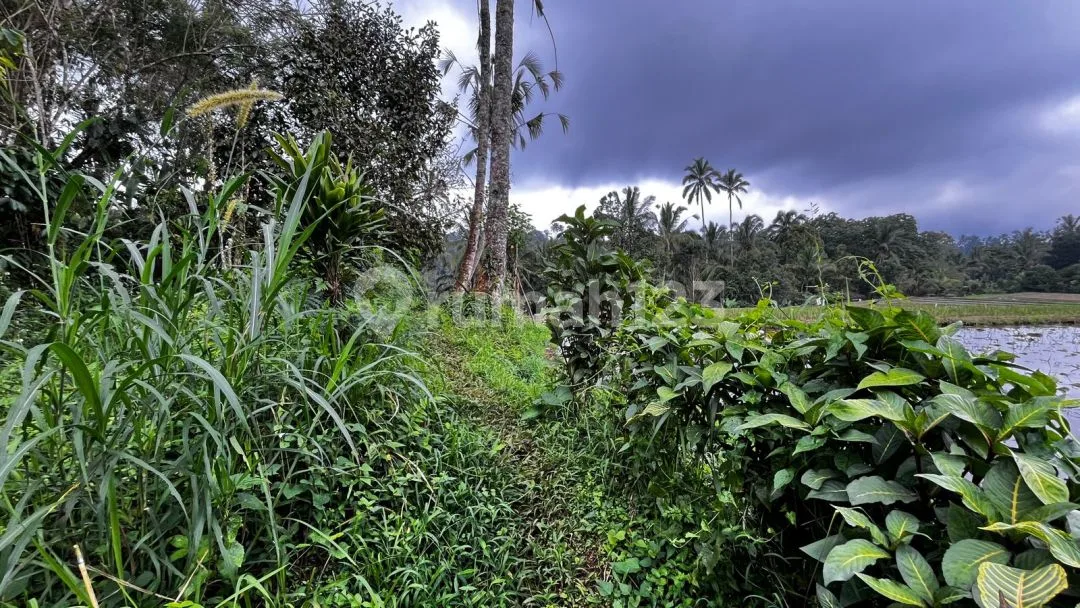 Jual Tanah Kebun Murah View Sawah Los Sungai Di Tabanan Bali - Image 4 of 4