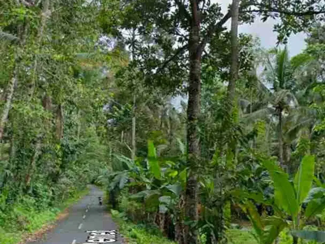 Tanah View Tebing Jungle di Tukad Penet Petang Badung - Image 3 of 8