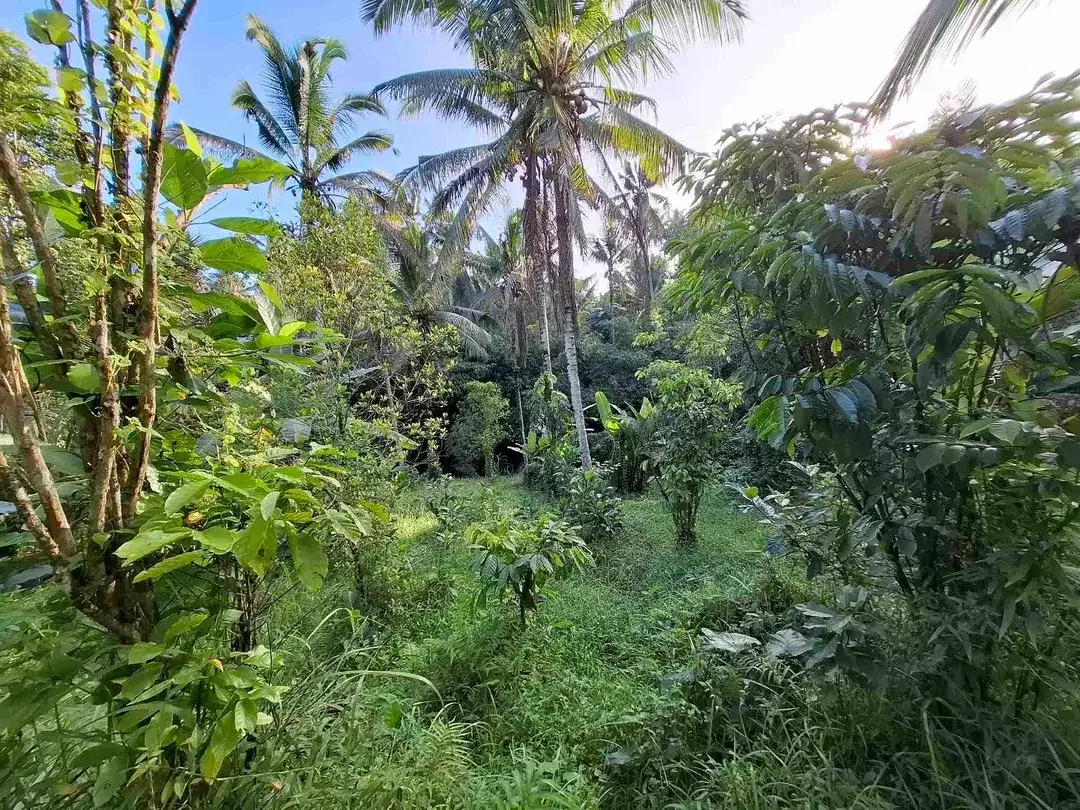 Tanah kebun los sungai jernih berisi banyak pohon kakau dan pohon kelapa di tabanan bali - Image 7 of 10