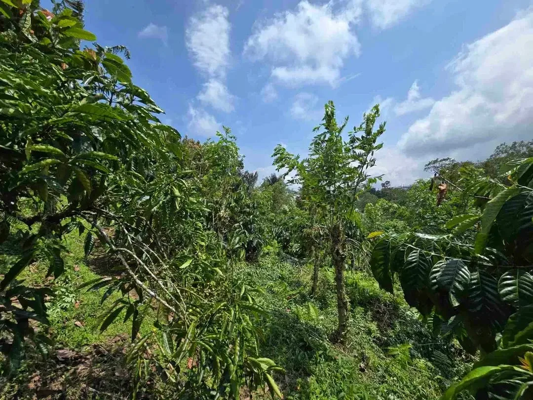 Dijual kebun kopi produktif trawat di tabanan bali - Image 9 of 10