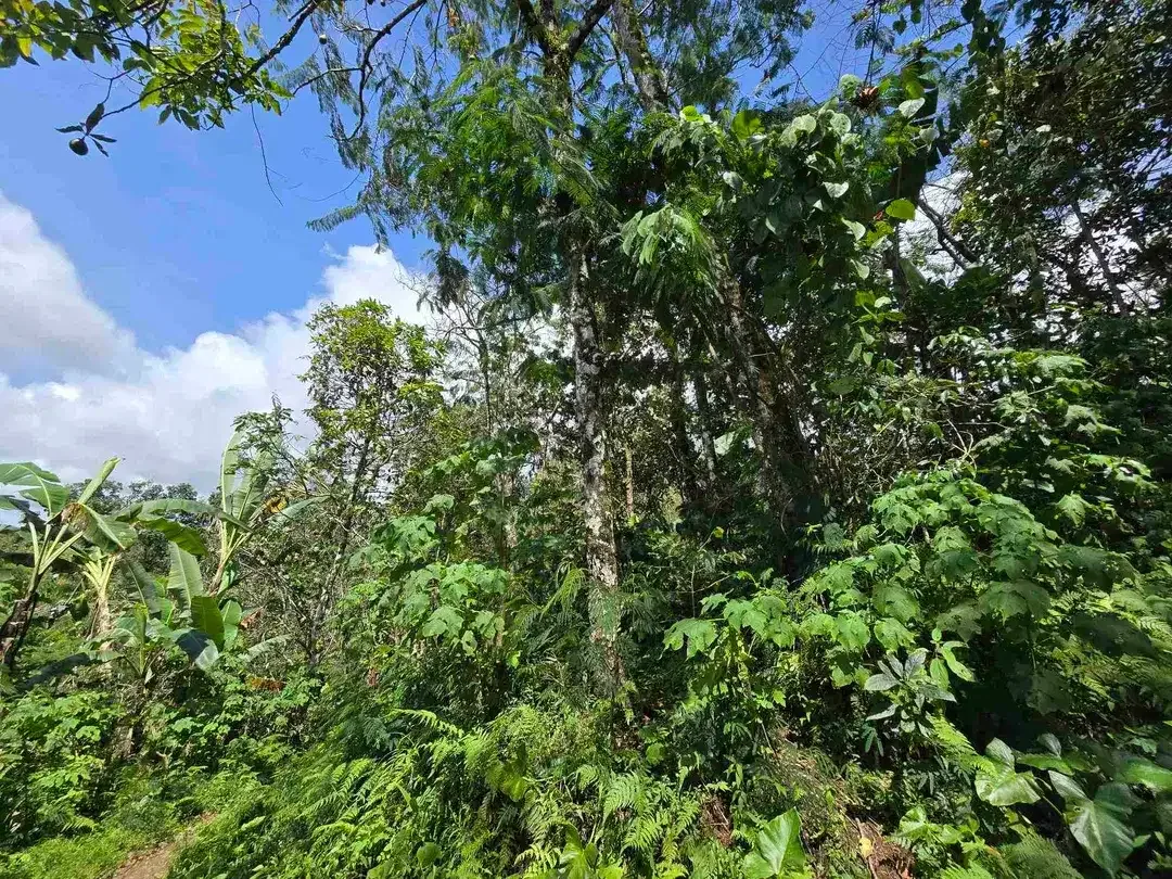 DIJUAL TANAH KEBUN KOPI ARABICA VIEW LAUT DAN GUNUNG DI TABANAN BALI - Image 6 of 10
