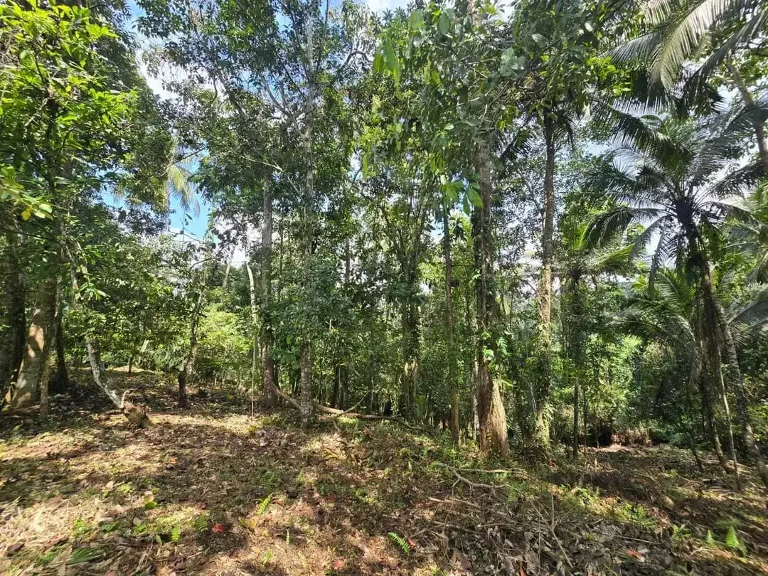 Dujual kebun durian manggus murah di tabanan balj - Image 2 of 10