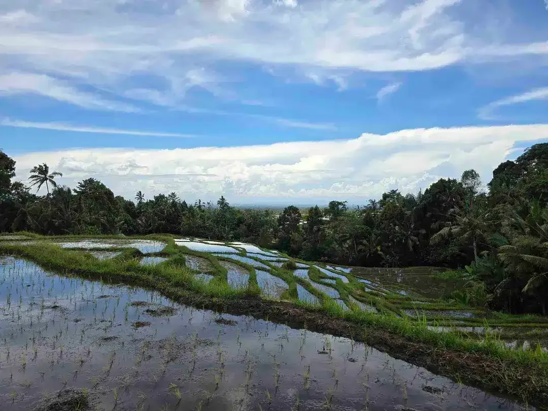 Dijual tanah view sawah dan gunung laut di bali - Image 2 of 10