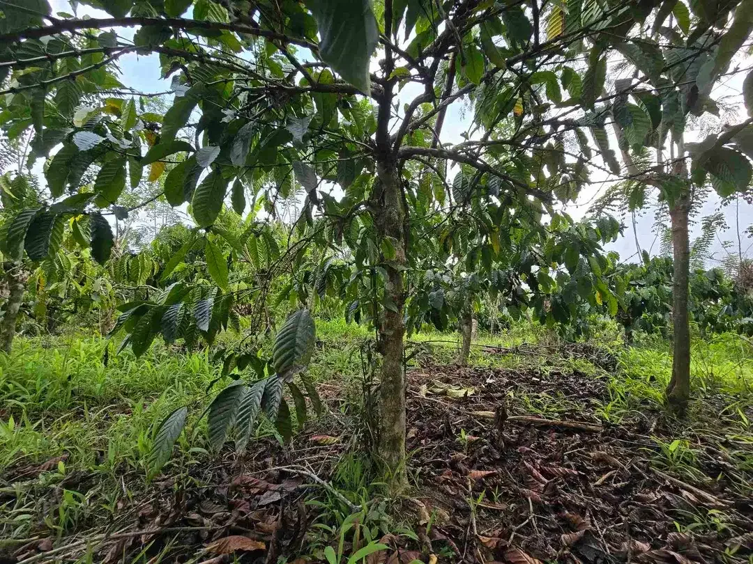 Dijual murah kebun kopi siap panen di pupuan tabanan bali - Image 1 of 10