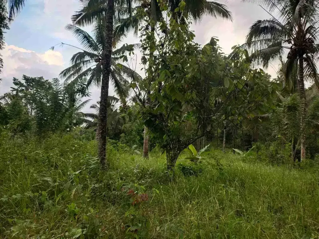 jual tanah kebun view air terjun kawasan villa di tabanan bali. - Image 6 of 10
