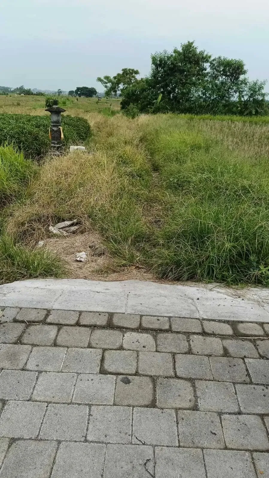 Tanah View Sawah di Ubud Gianyar, Cocok untuk Villa atau Investasi - Image 7 of 7