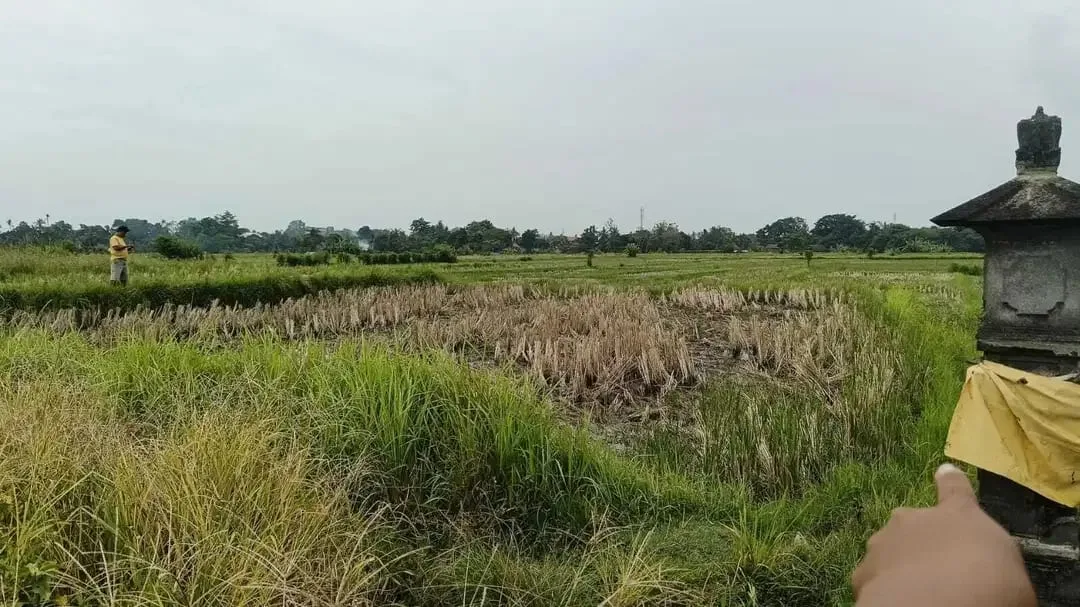 Tanah View Sawah di Ubud Gianyar, Cocok untuk Villa atau Investasi - Image 6 of 7