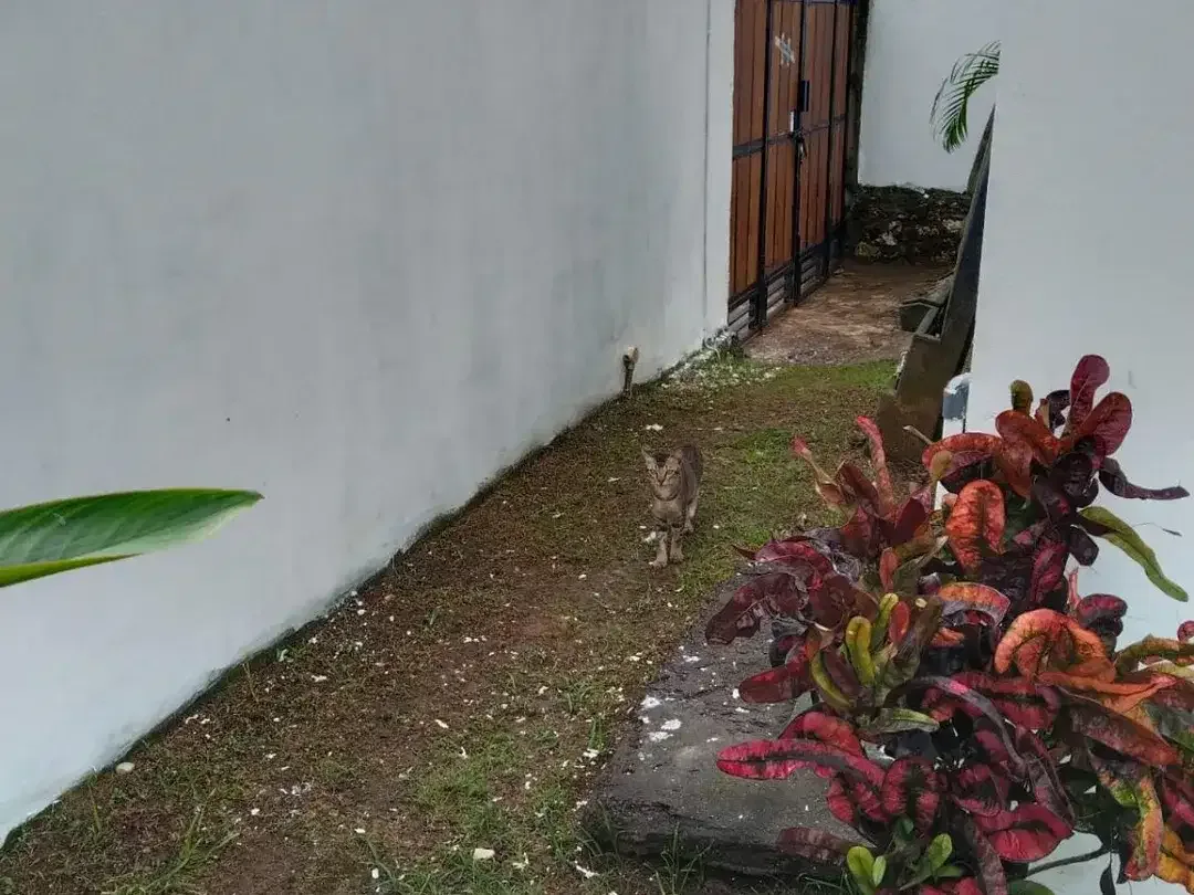 villa murah di pecatu uluwatu, lokasi strategis,kawasan villa, dkt pantai - Image 10 of 10