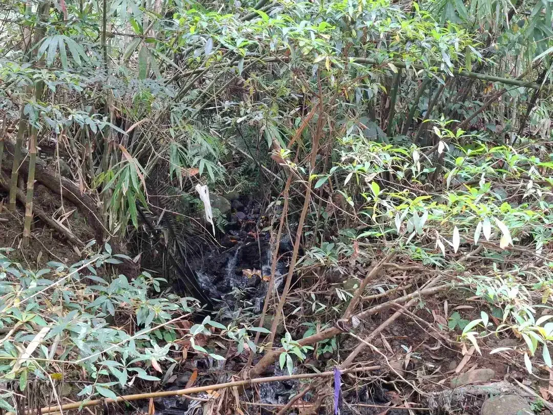 Dijual tanah kebun los sungai lokasi sangat strategis dekat dengan fasilitas umum dan tempat wisata di tabanan bali - Image 5 of 10