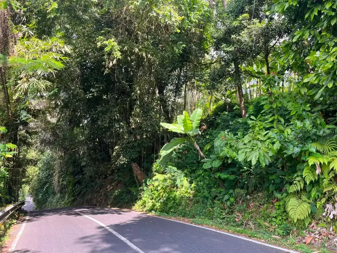 DIJUAL TANAH PREMIUM – PINGGIR JALAN UTAMA DESA BUAHAN, PAYANGAN – GIANYAR - Image 1 of 10