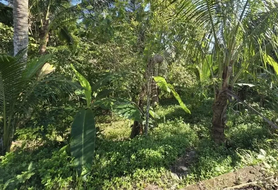 Tanah kebun view sawah dan los sungai kecil akses jalan hotmix - Image 6 of 7