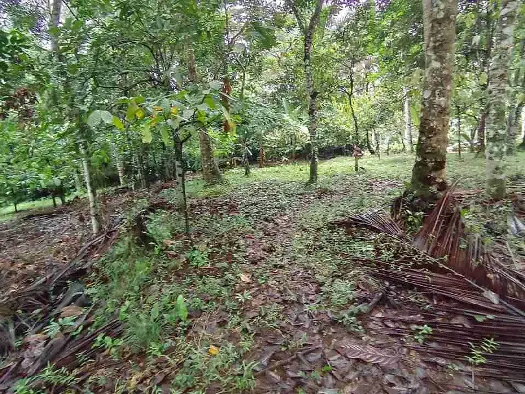 jual tanah kebun di tabanan bali - Image 10 of 10