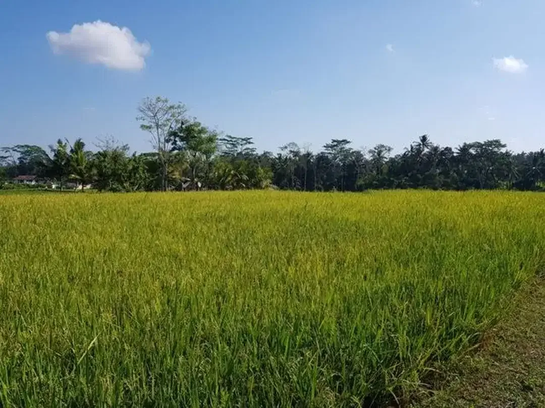 Tanah Murah Dekat Ubud View Sawah Luas 28,2 Are Cocok Villa di Pejeng, Gianyar - Image 5 of 10