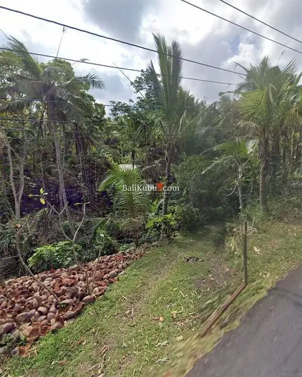 [AMS-015.KWN] Jual Tanah Kebun 1 Ha di Jl Surabrata Selemadeg Tabanan - Image 3 of 7