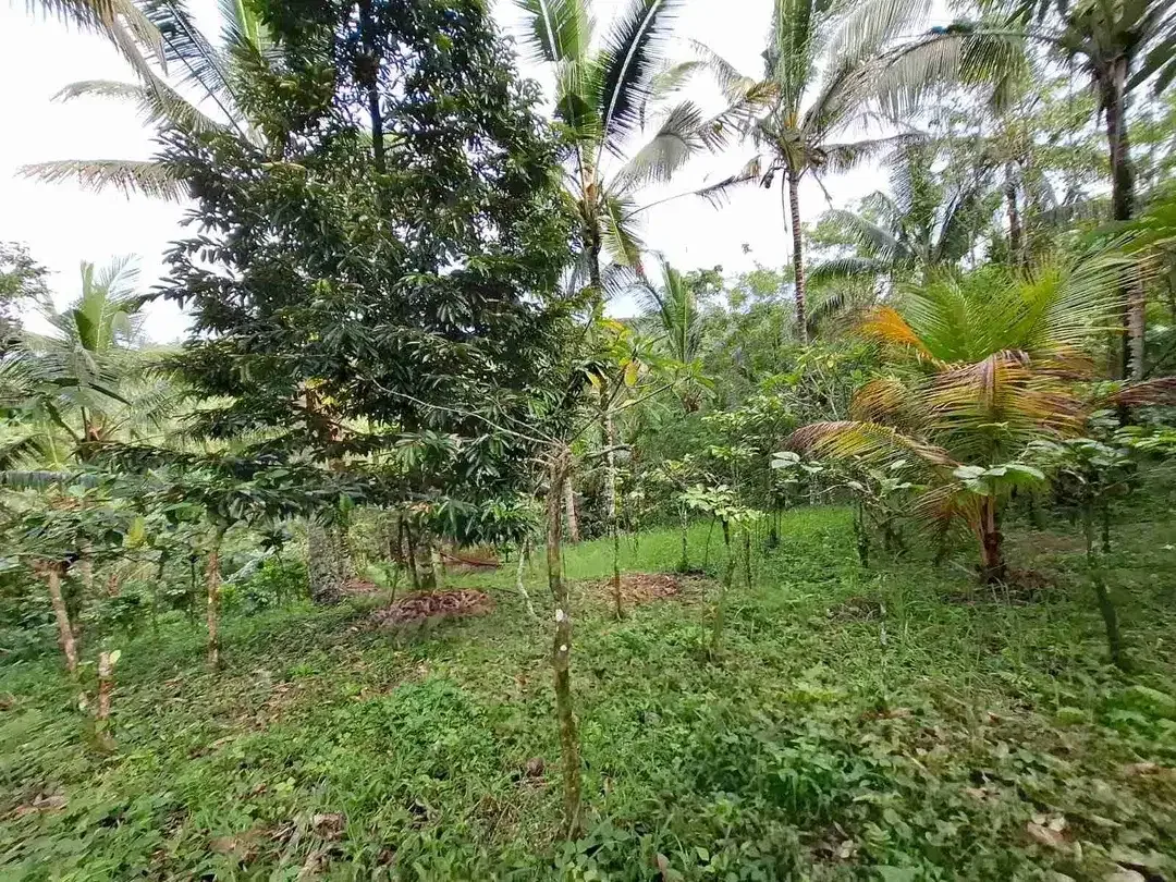Dijual tanah murah los sungai dekat villa di bali - Image 8 of 10