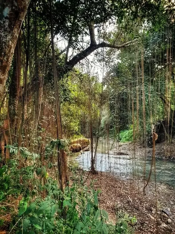 3500 land for sale in the edge or river in munggu bali - Image 3 of 7