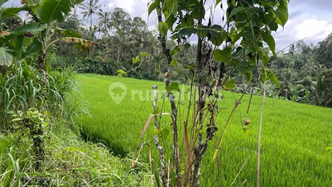 Jual Tanah Kebun View Sawah Los Sungai Ditabanan Bali - Image 3 of 4