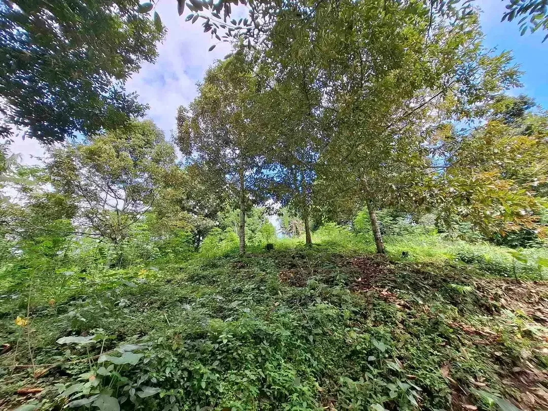 tanah kebun durian murah dan sangat strategis dengan view gunung dan los sungai - Image 5 of 10