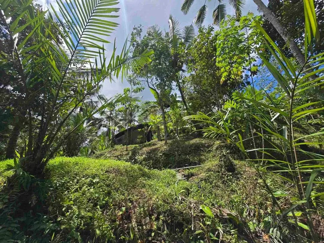 Dijual tanah murah los sungai di tabanan bali - Image 5 of 10