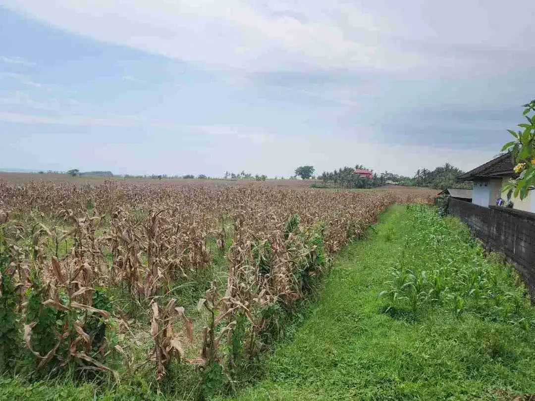 Tanah Langka Full View Sawah dan Laut di Kelecung Tabanan - Image 9 of 10
