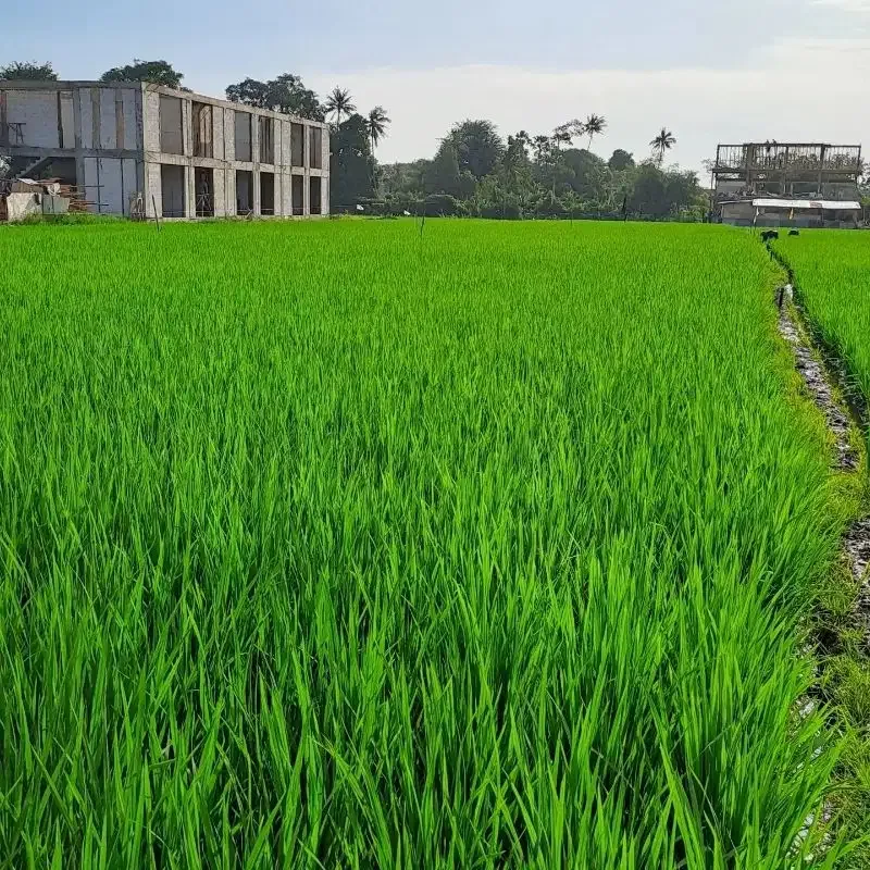 tanah kontrak dekat pantai seseh zona pariwisata pink - Image 6 of 7