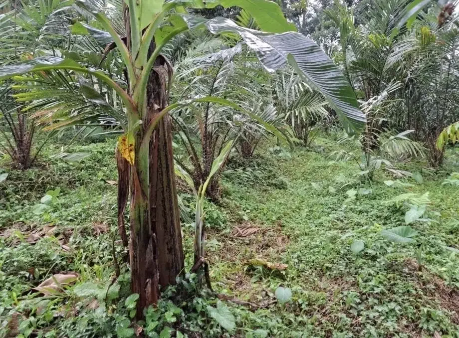 Kebun salak yang berada di kaki gunung watukau tabanan - Image 4 of 9