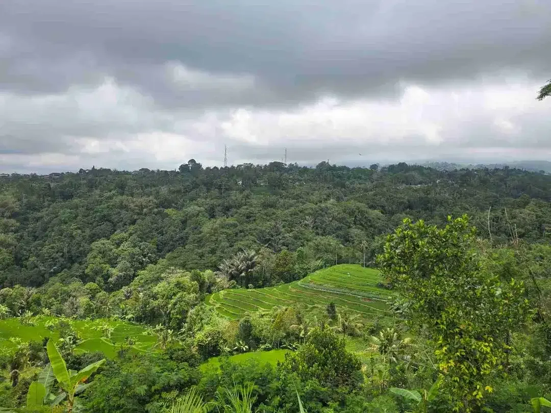 Tanah kebun view tiga gunung dan view sawah sangat panorama - Image 5 of 9