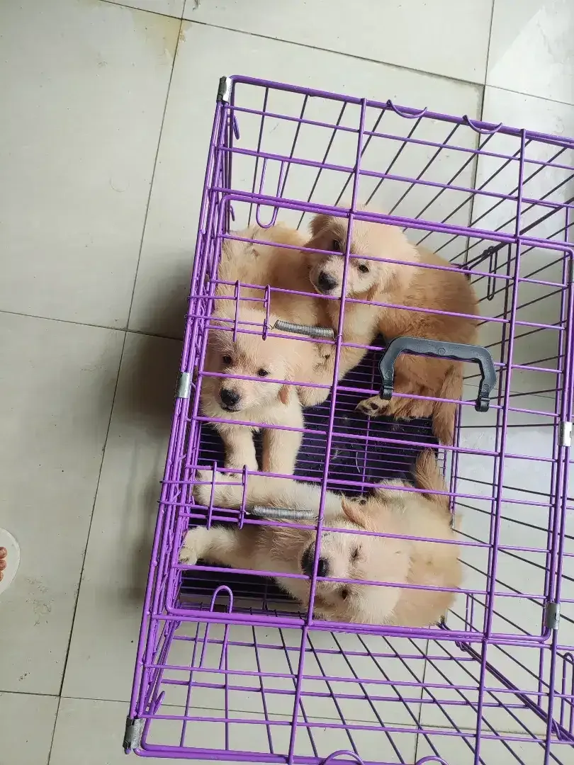 Puppy Golden Retriever Big Bone 7 bln - Image 2 of 3